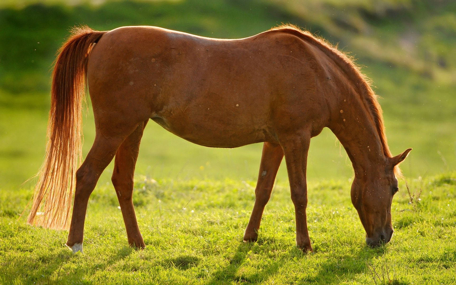 Caballo Lindo Alimentándose Fondos de pantalla