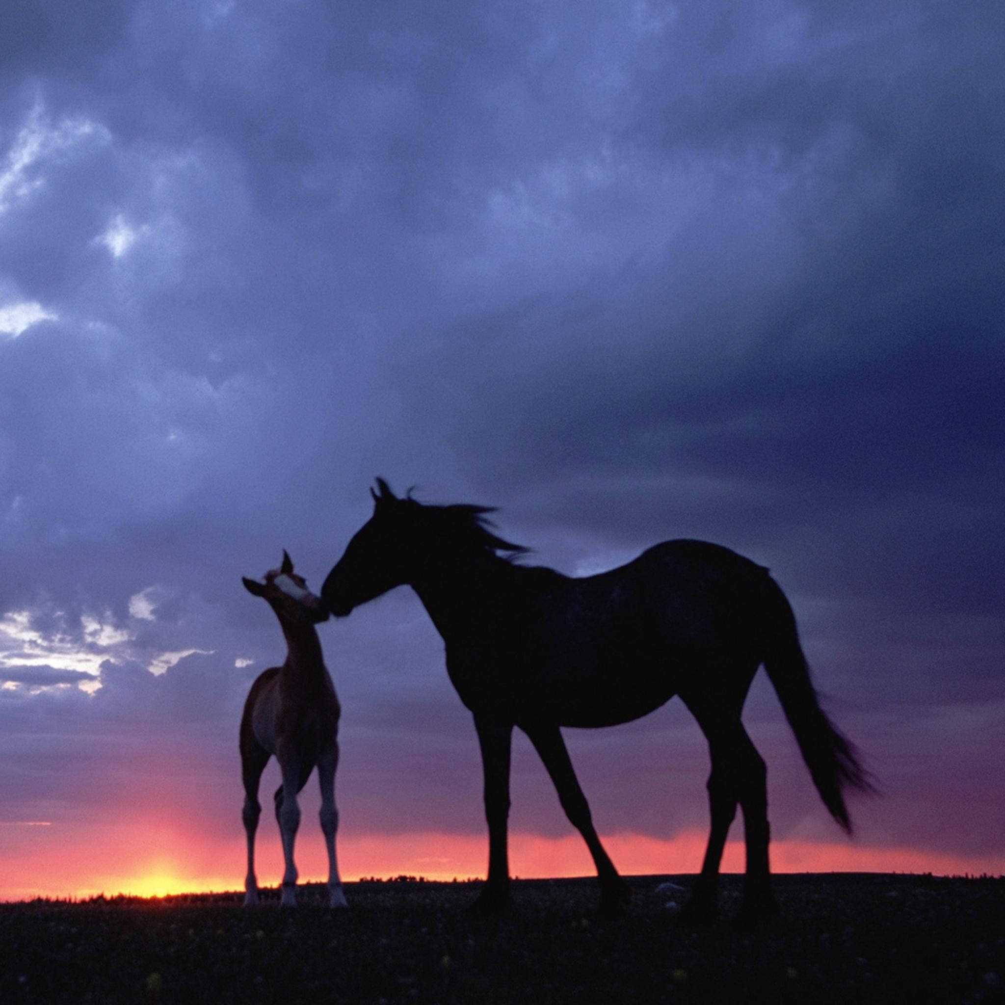 Caballo Lindo Bajo las Nubes Fondos de pantalla