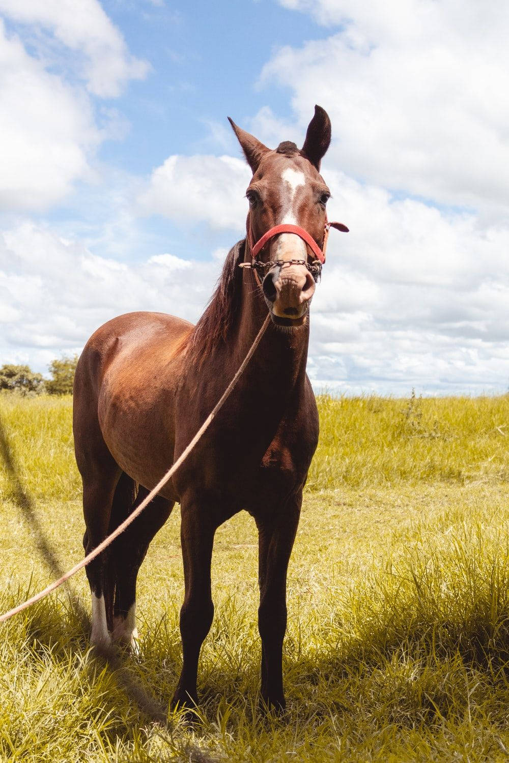 Caballo Lindo Con Correa Fondos de pantalla