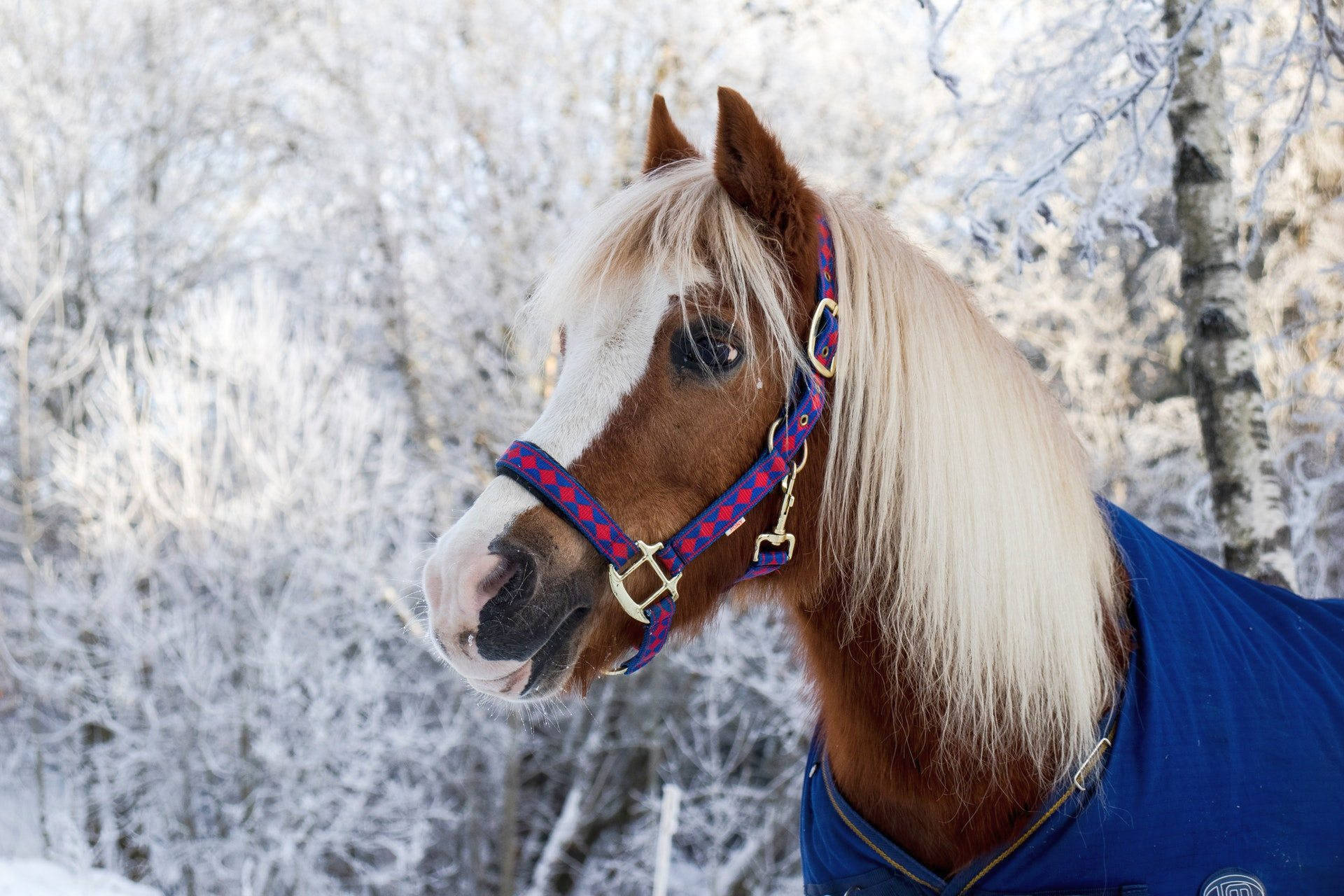 Caballo Lindo Con Traje Azul Fondos de pantalla