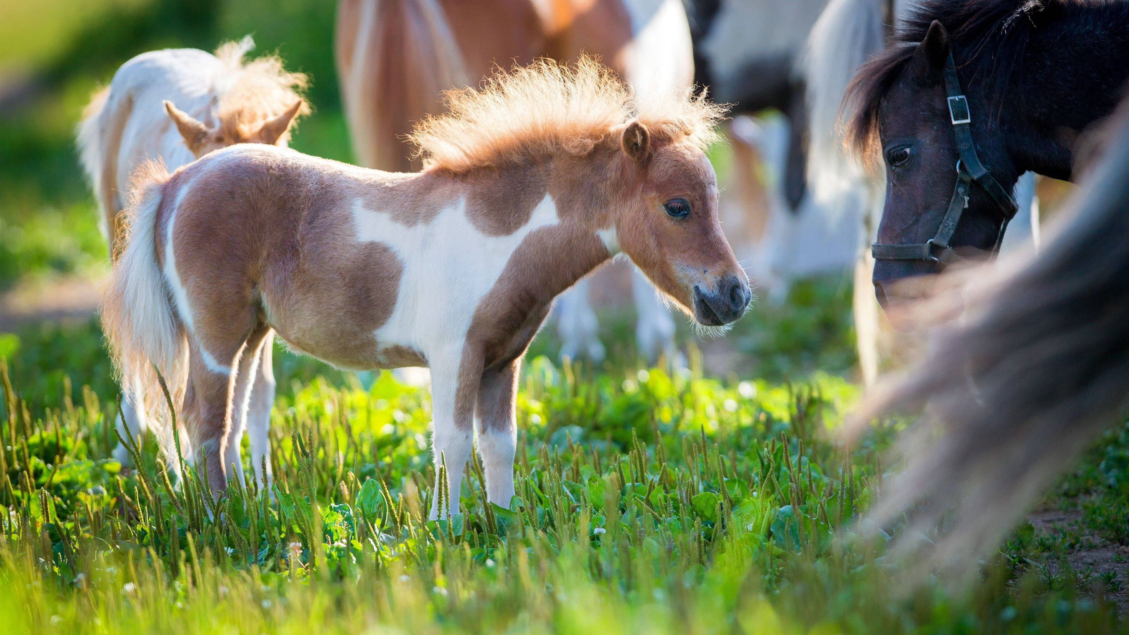 Caballo Lindo con Pequeño Poni Fondos de pantalla