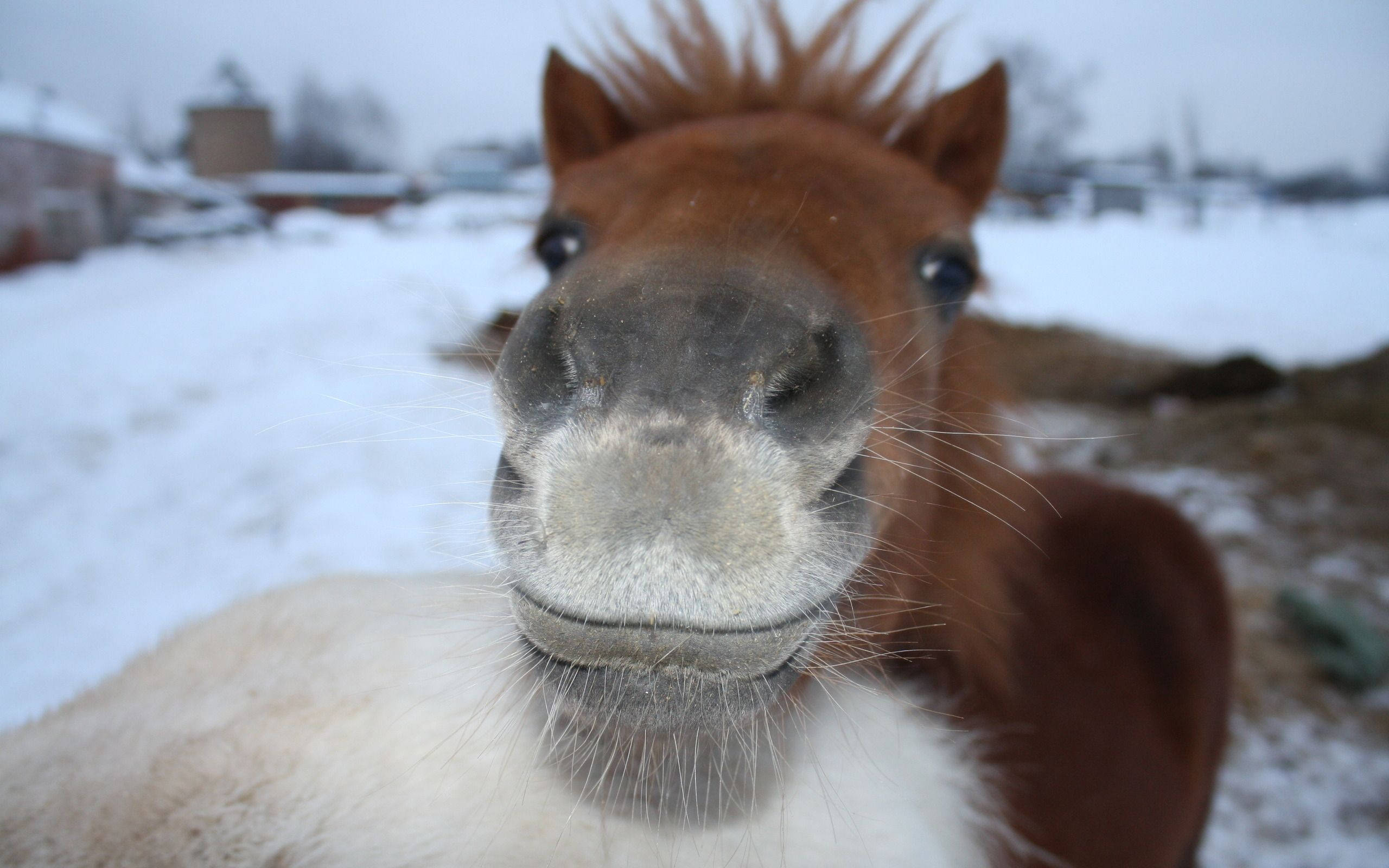 Caballo Lindo con Labio Blanco Fondos de pantalla