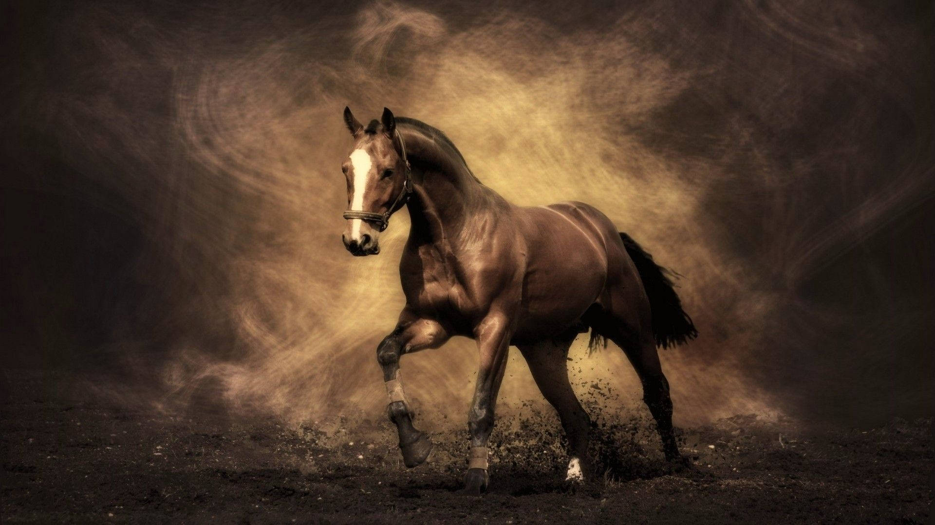 Caballo Lindo con Mancha Blanca Fondos de pantalla