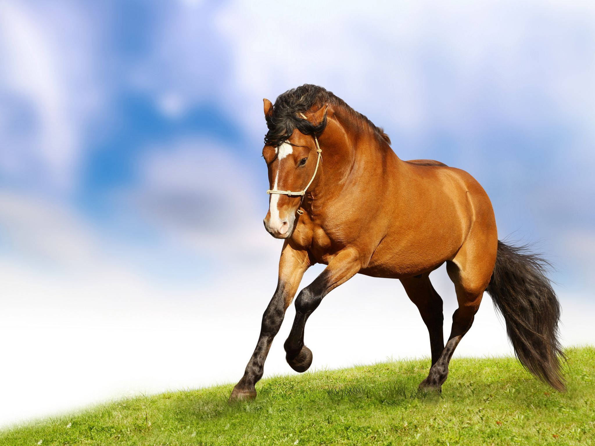 Caballo Lindo Corriendo en el Campo Fondos de pantalla