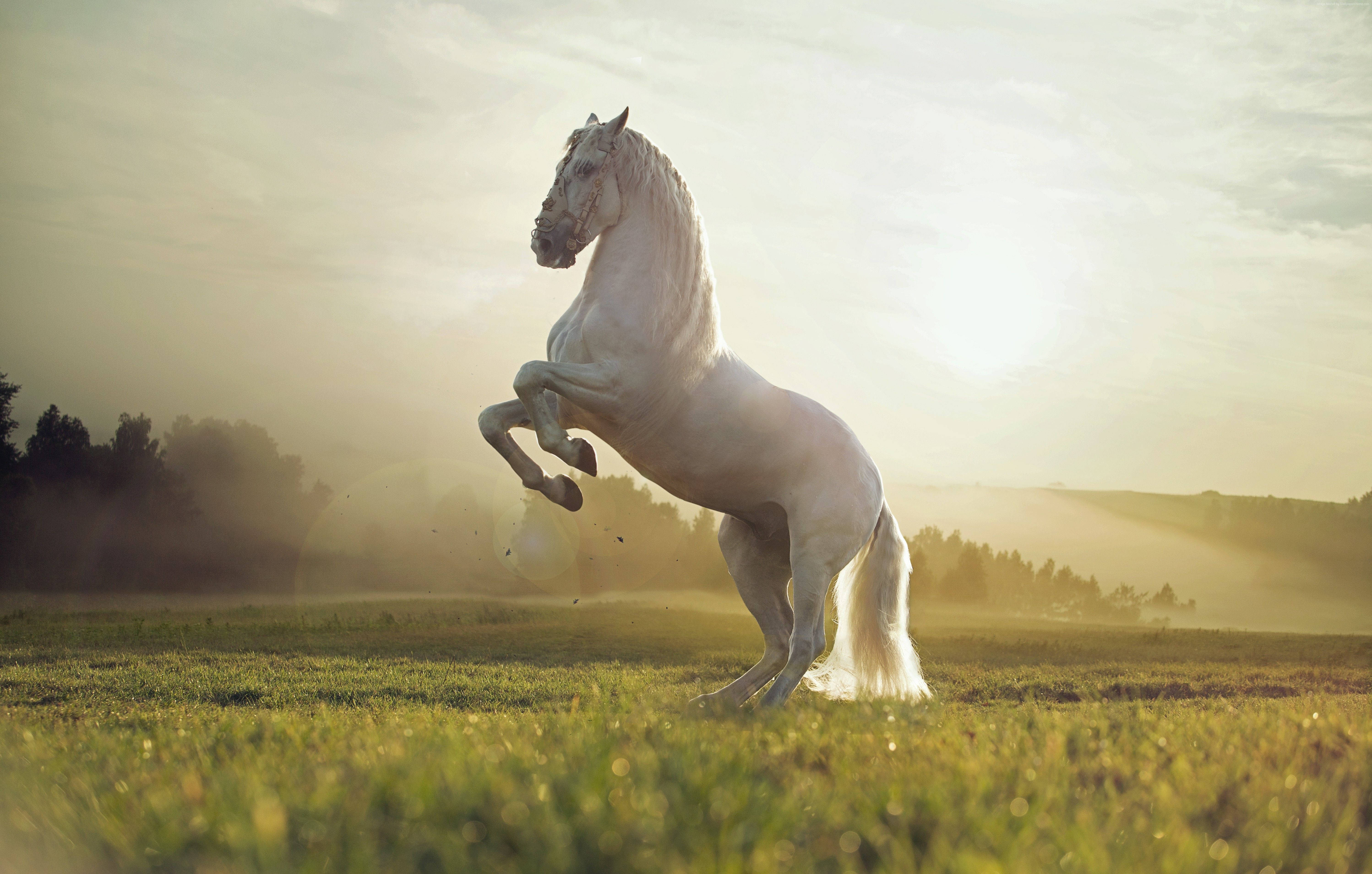 Caballo Lindo en Postura Majestuosa Fondos de pantalla