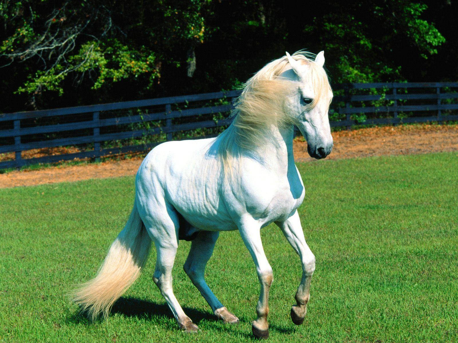 Caballo Lindo en Campo Verde Fondos de pantalla