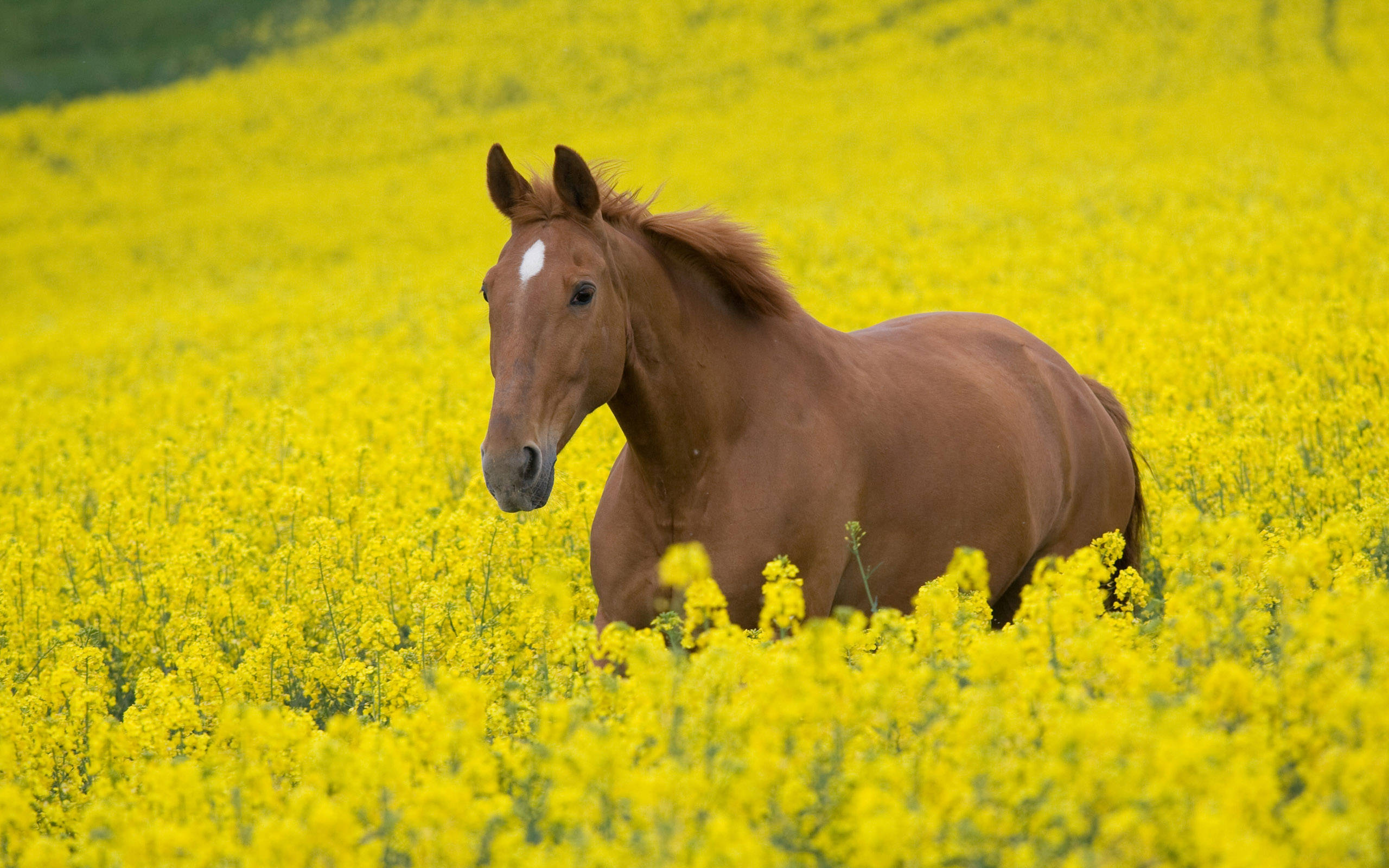 Caballo Lindo en Campo de Flores Fondos de pantalla