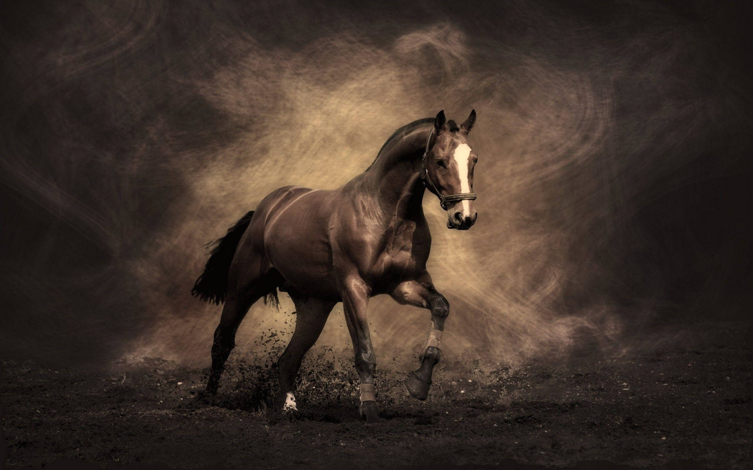 Caballo Lindo Gráfico Oscuro Fondos de pantalla