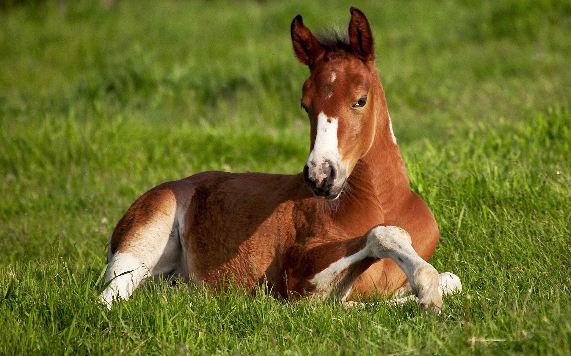 Caballo Lindo Relajándose en el Pasto Fondos de pantalla