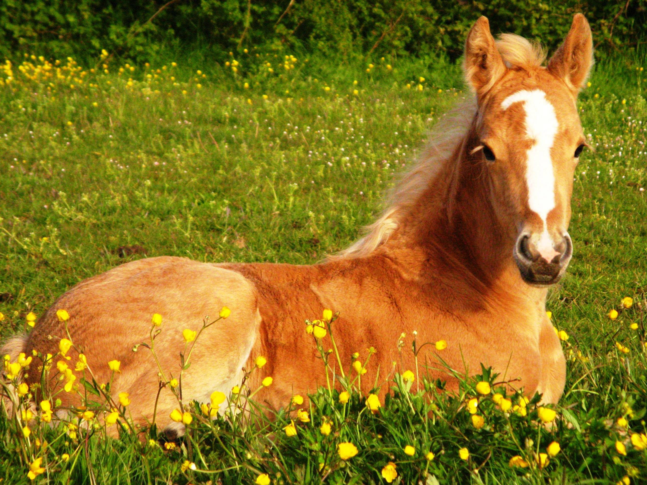 Caballo Lindo y Flores Amarillas Fondos de pantalla