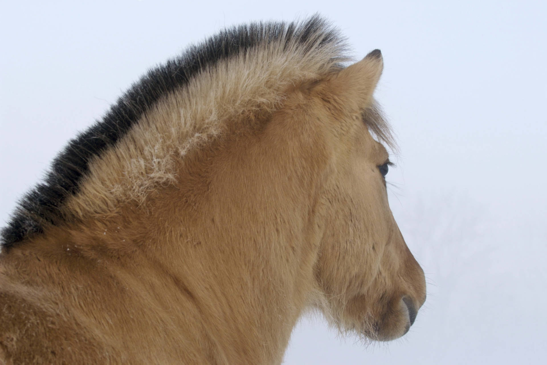 Fondo de pantalla de un lindo caballo marrón en la nieve invernal