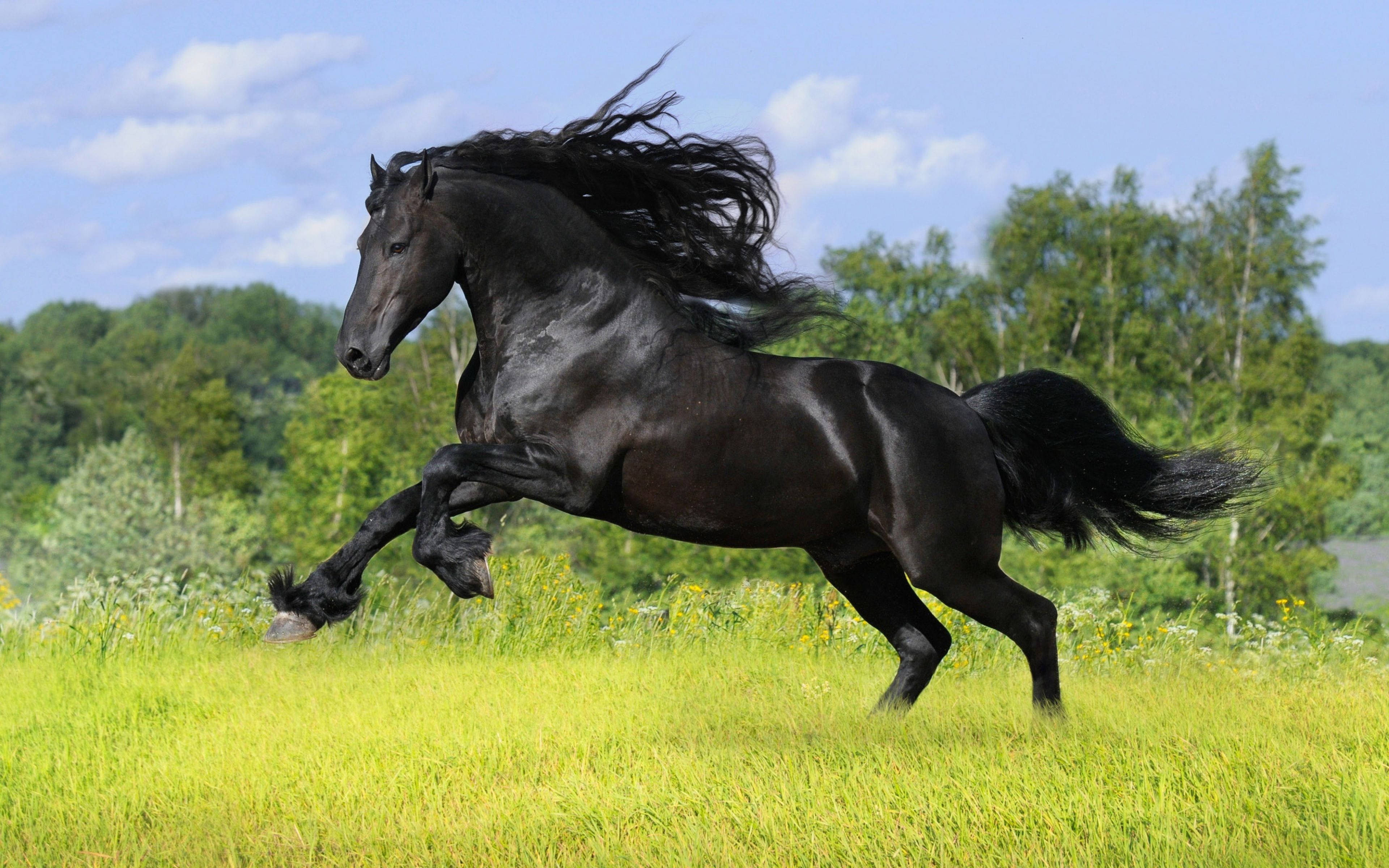 Caballo Negro Azabache Lindo Fondos de pantalla