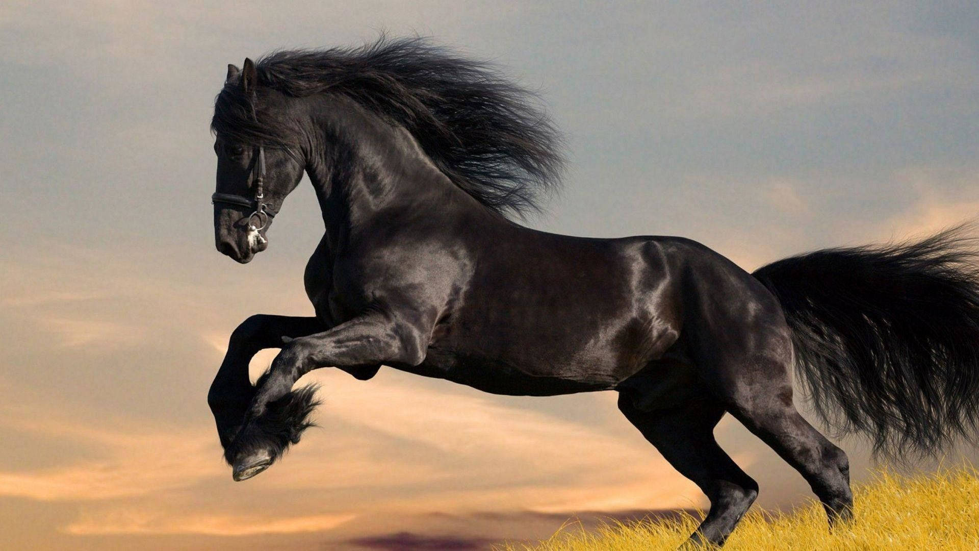 Caballo Negro Brillante y Lindo Fondos de pantalla