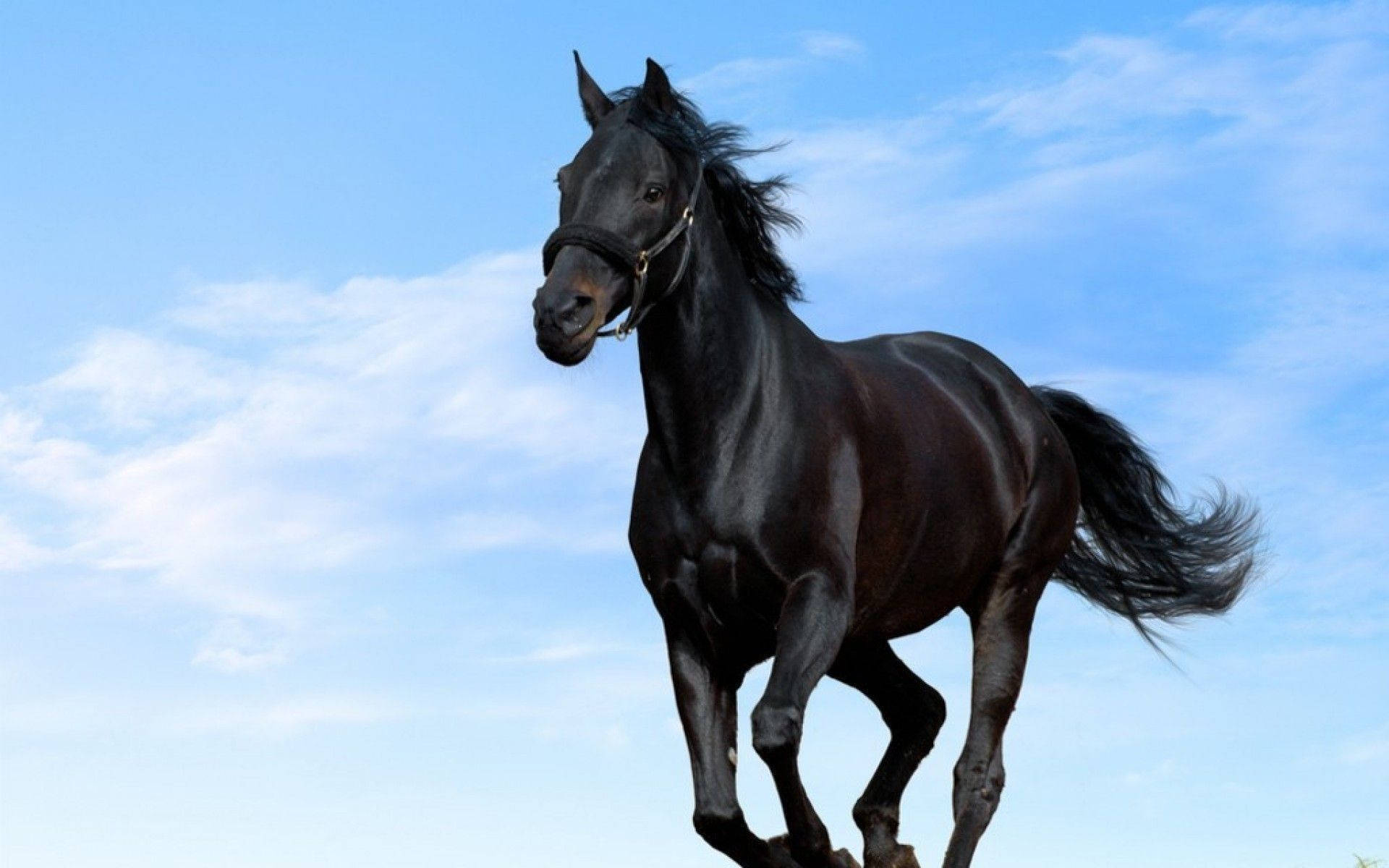 Caballo Negro Lindo Fondos de pantalla