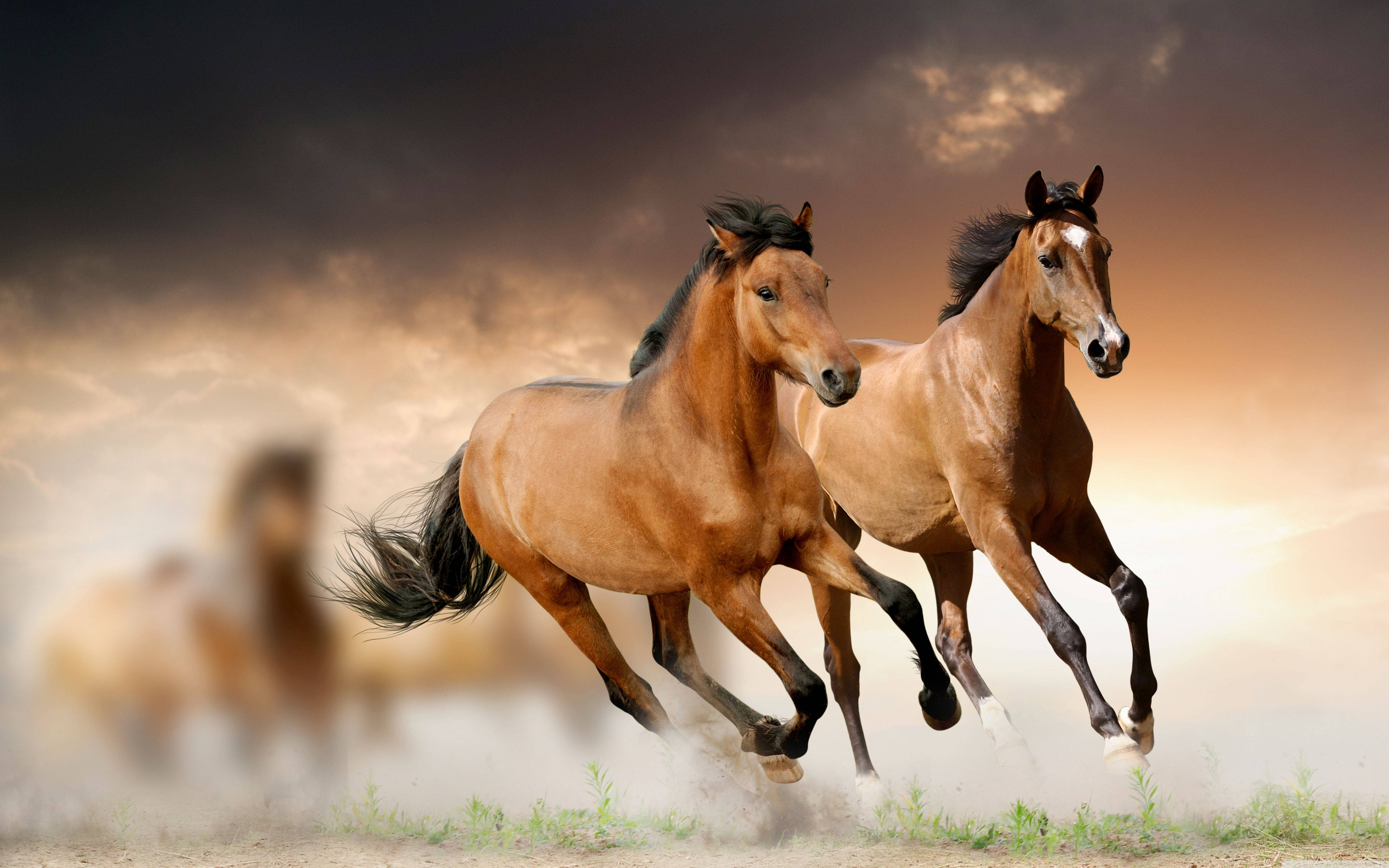 Caballos Adorables Corriendo Fondos de pantalla
