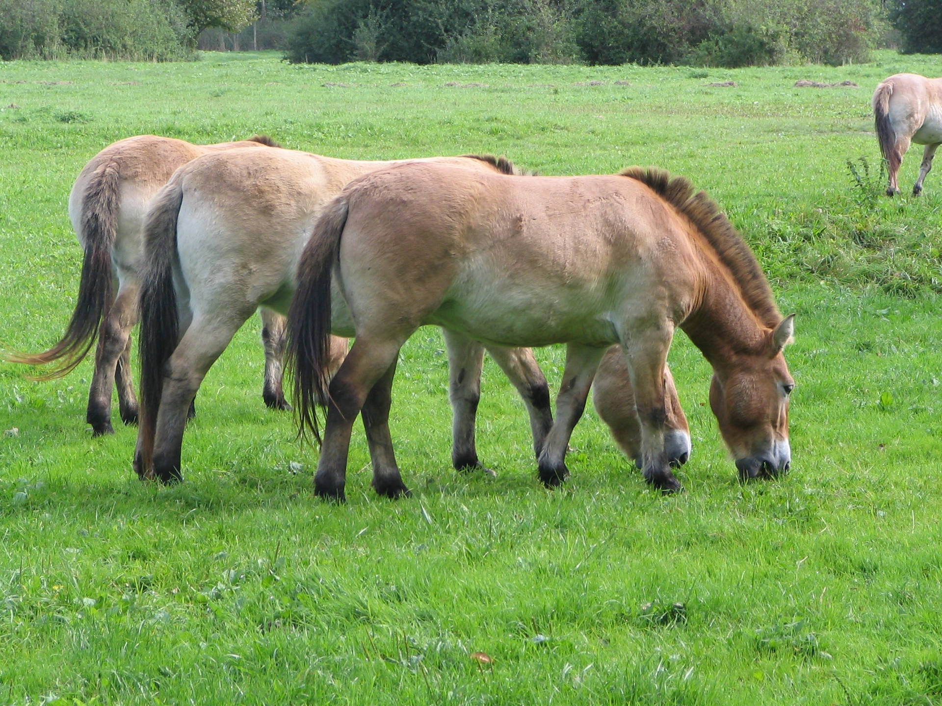 Fondo de pantalla de un grupo de caballos de Przewalski pastando