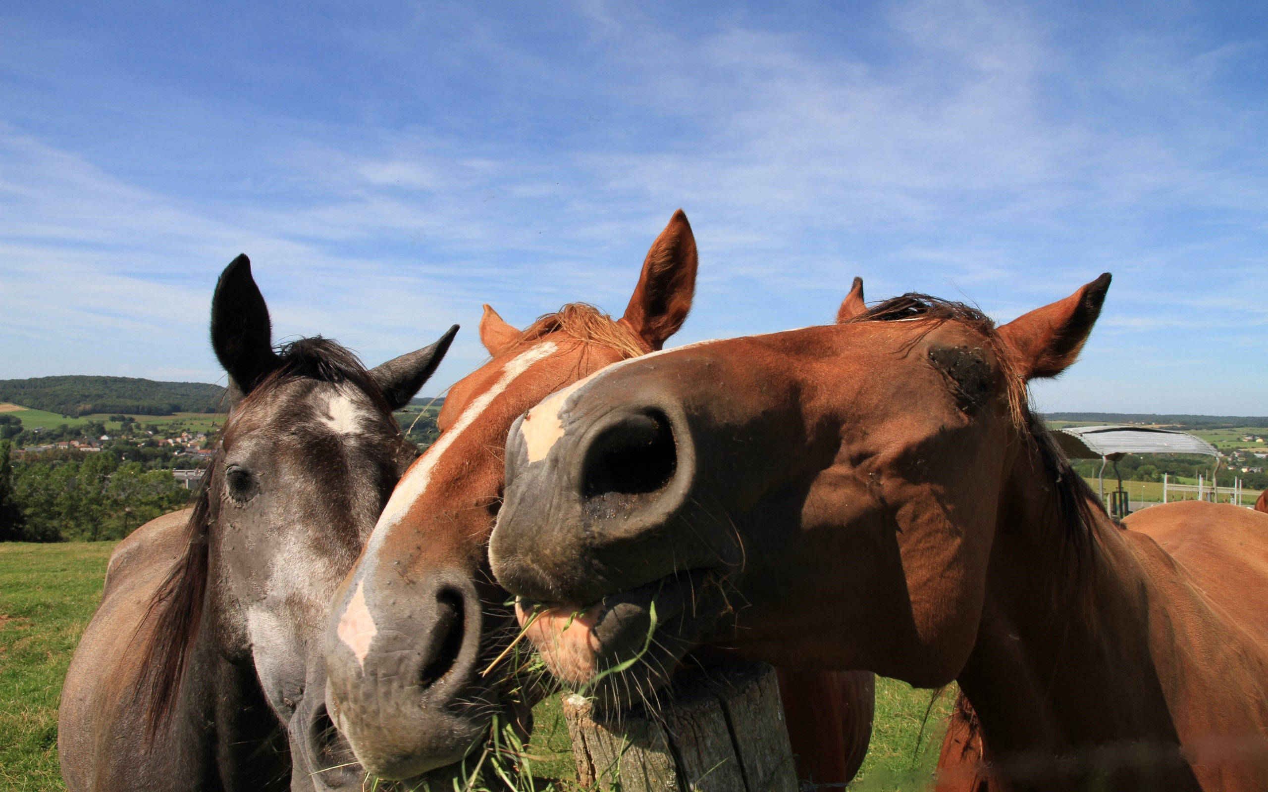 Caballos Lindos Comiendo Pasto Fondos de pantalla
