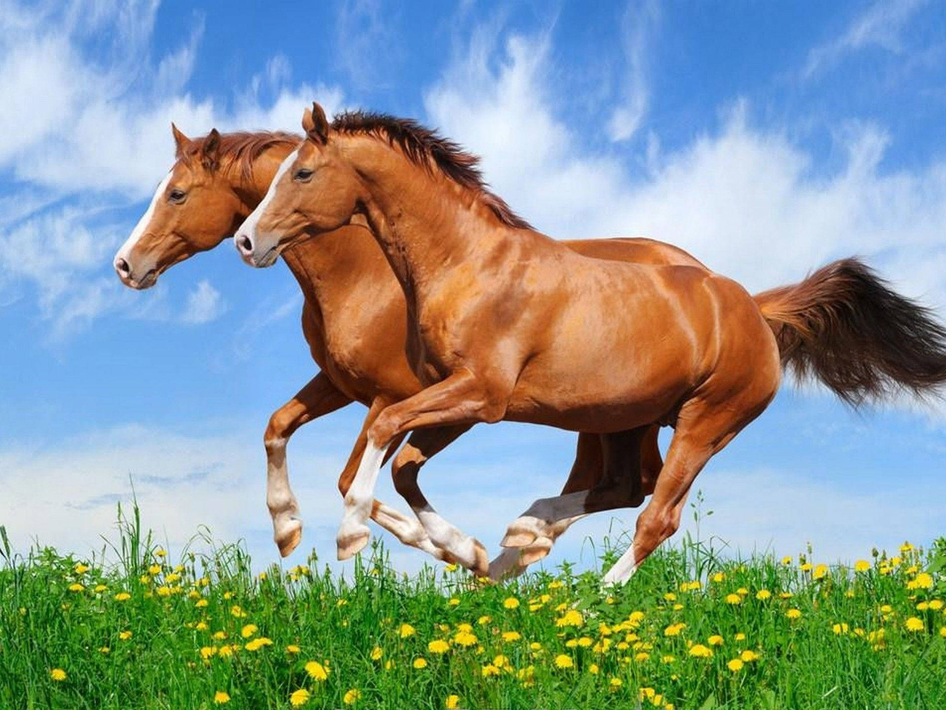 Caballos Lindos Corriendo Juntos Fondos de pantalla