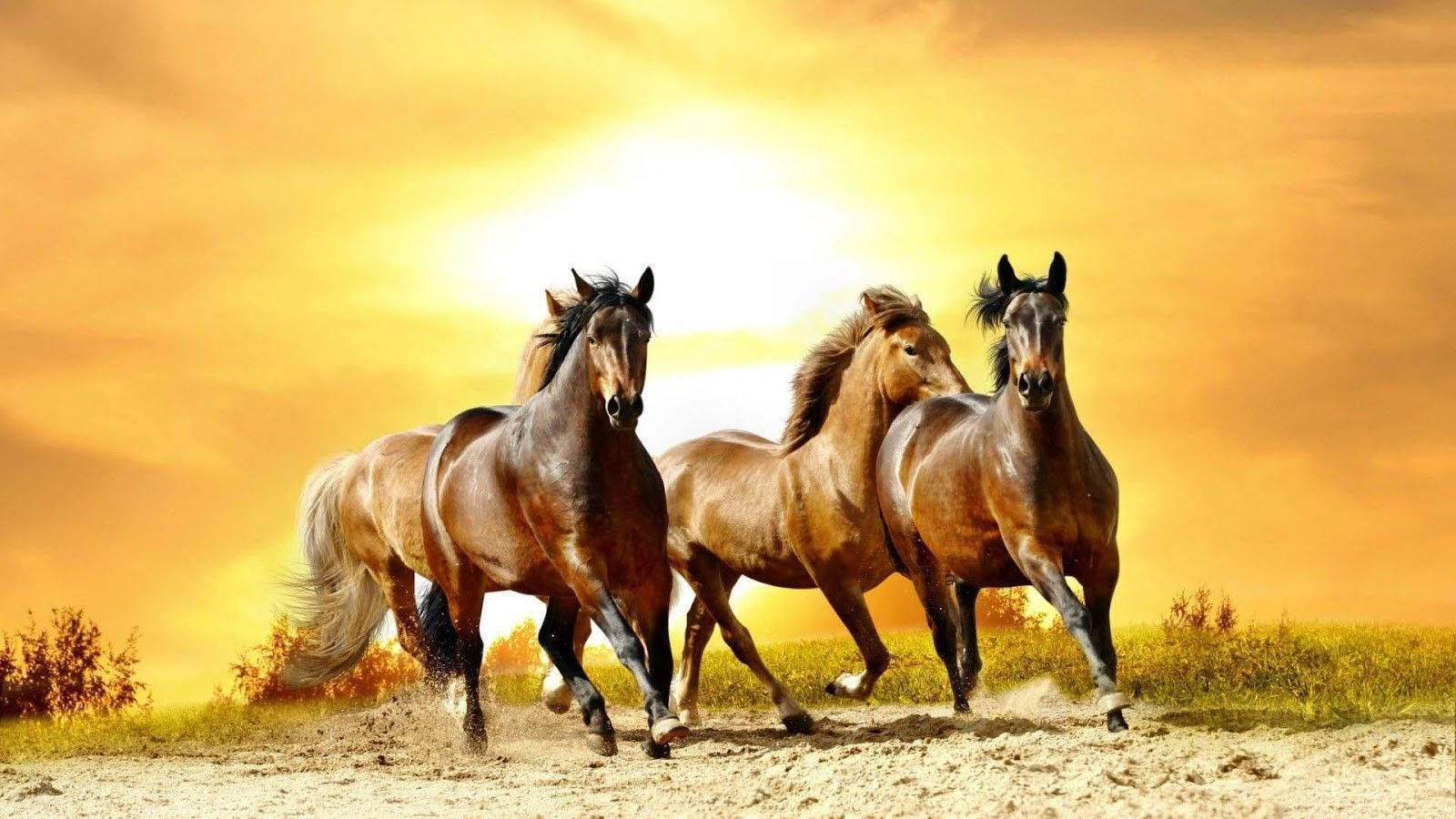 Caballos Lindos en un Campo Arenoso Fondos de pantalla