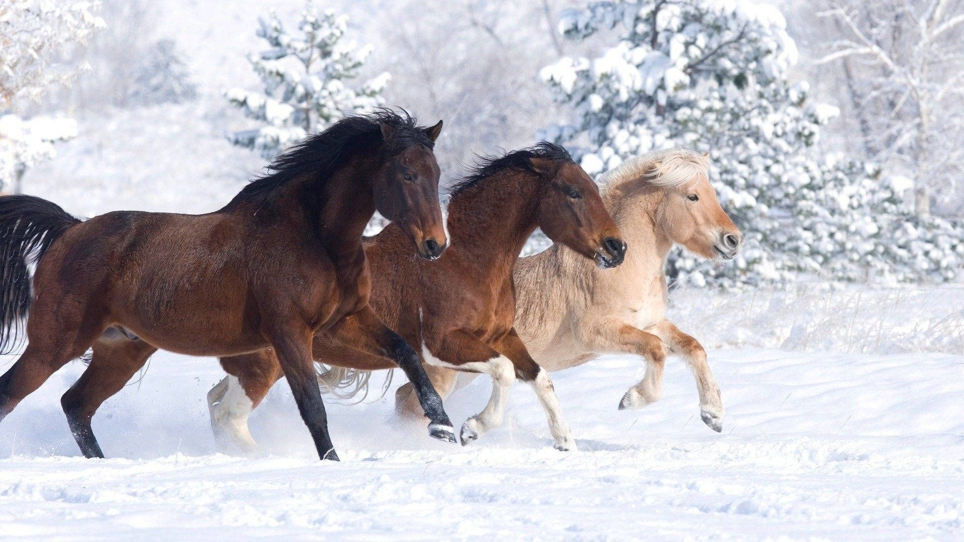 Caballos lindos en bosque nevado Fondos de pantalla