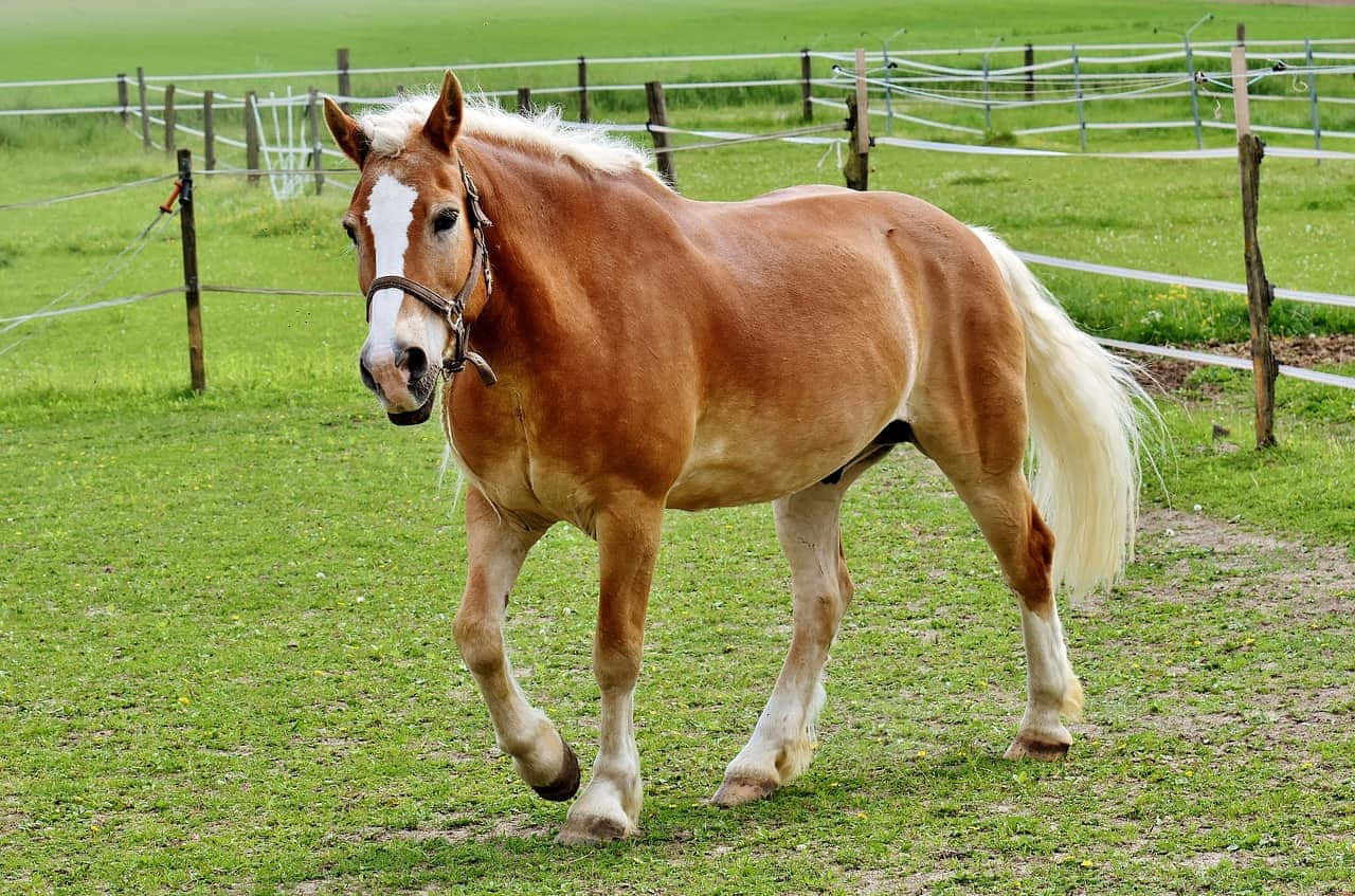Caballos Palomino Raza Haflinger Corriendo Fotografía Fondos de pantalla