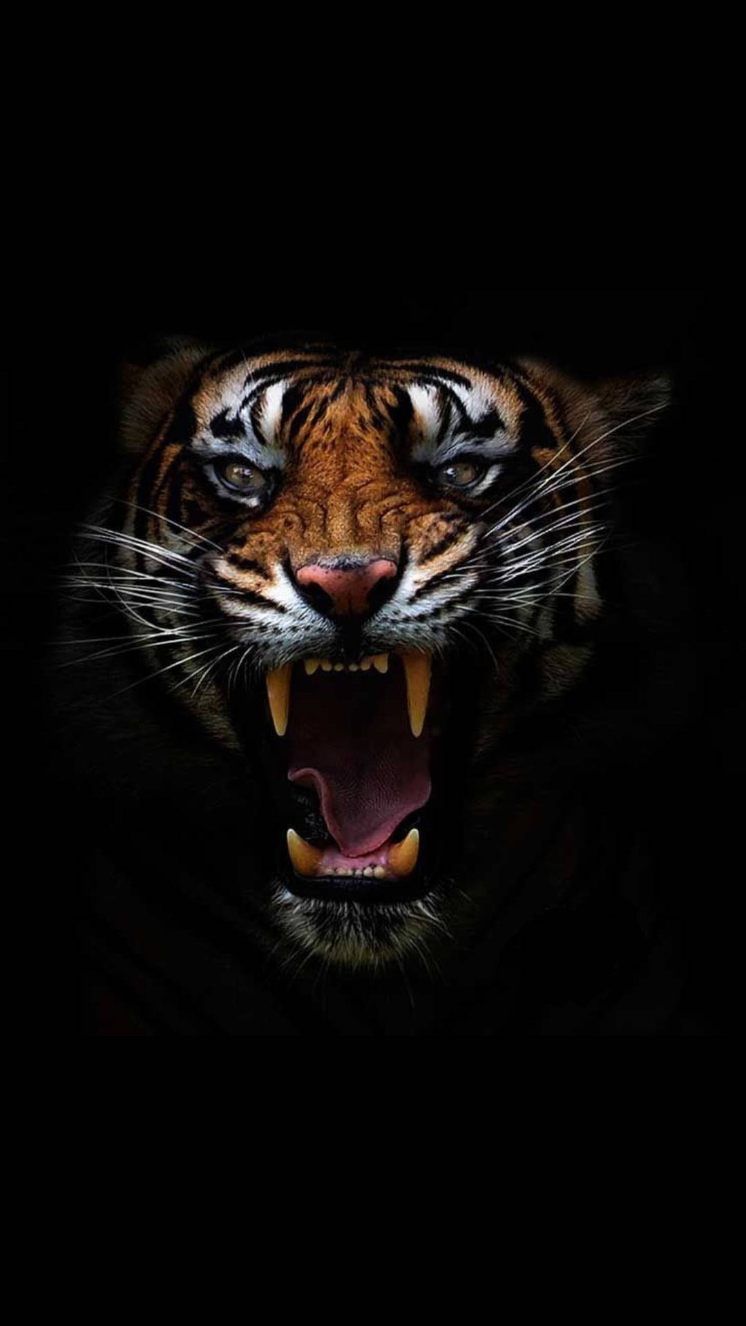 Cabeza de Tigre Enojado Fondos de pantalla