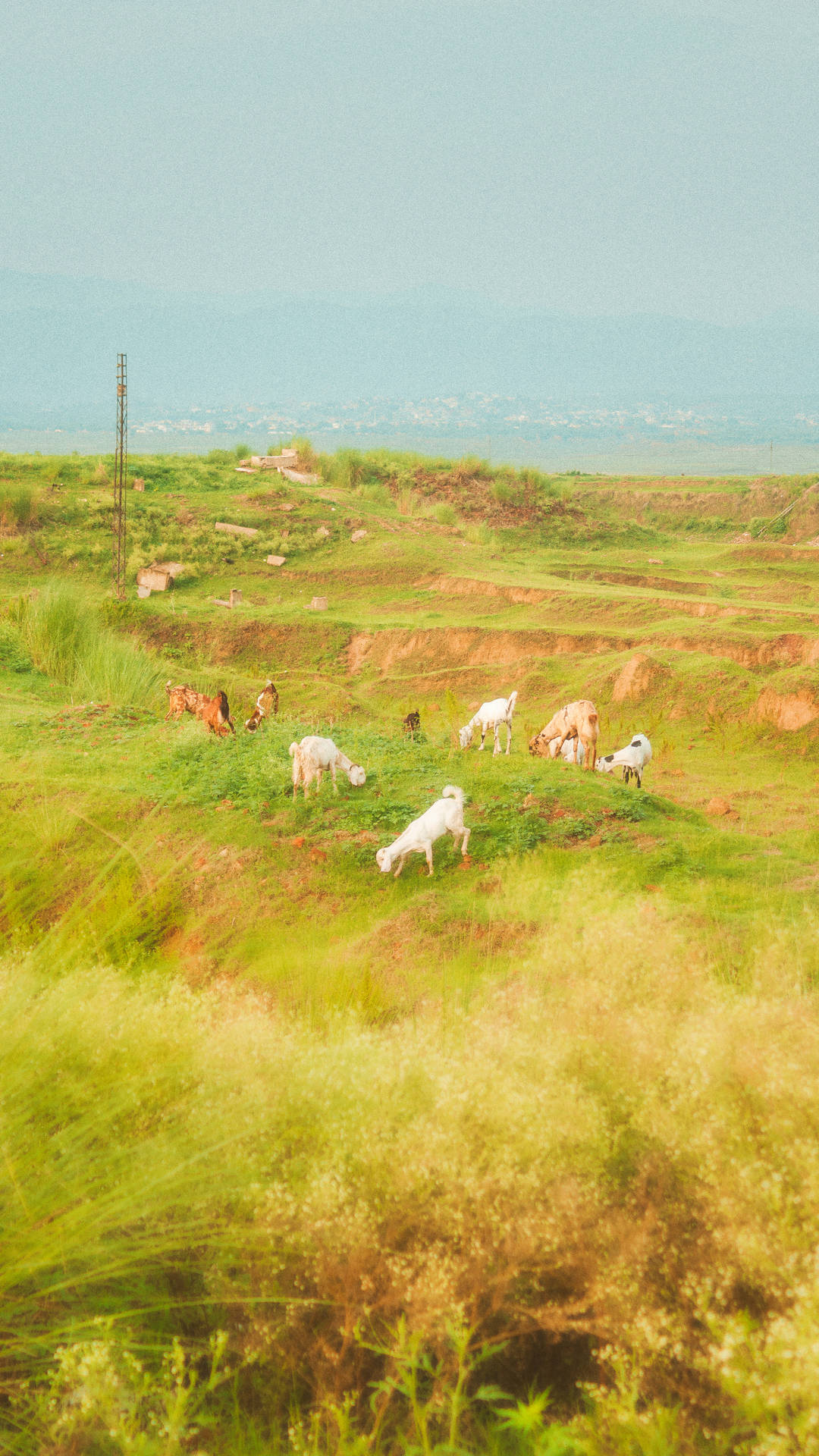 Cabras Estética Cottagecore Fondos de pantalla