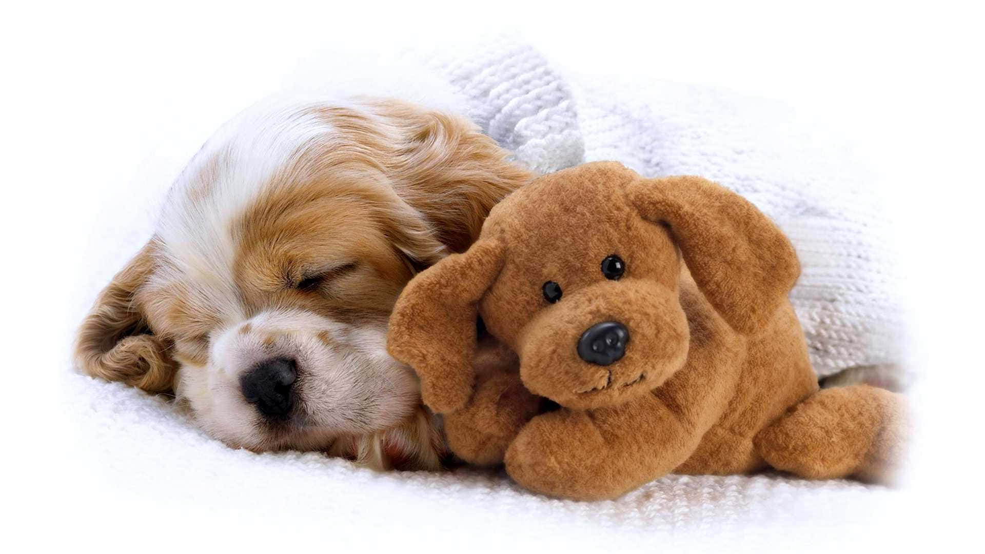 Cachorro Adorable Relajándose en un Día Soleado Fondos de pantalla