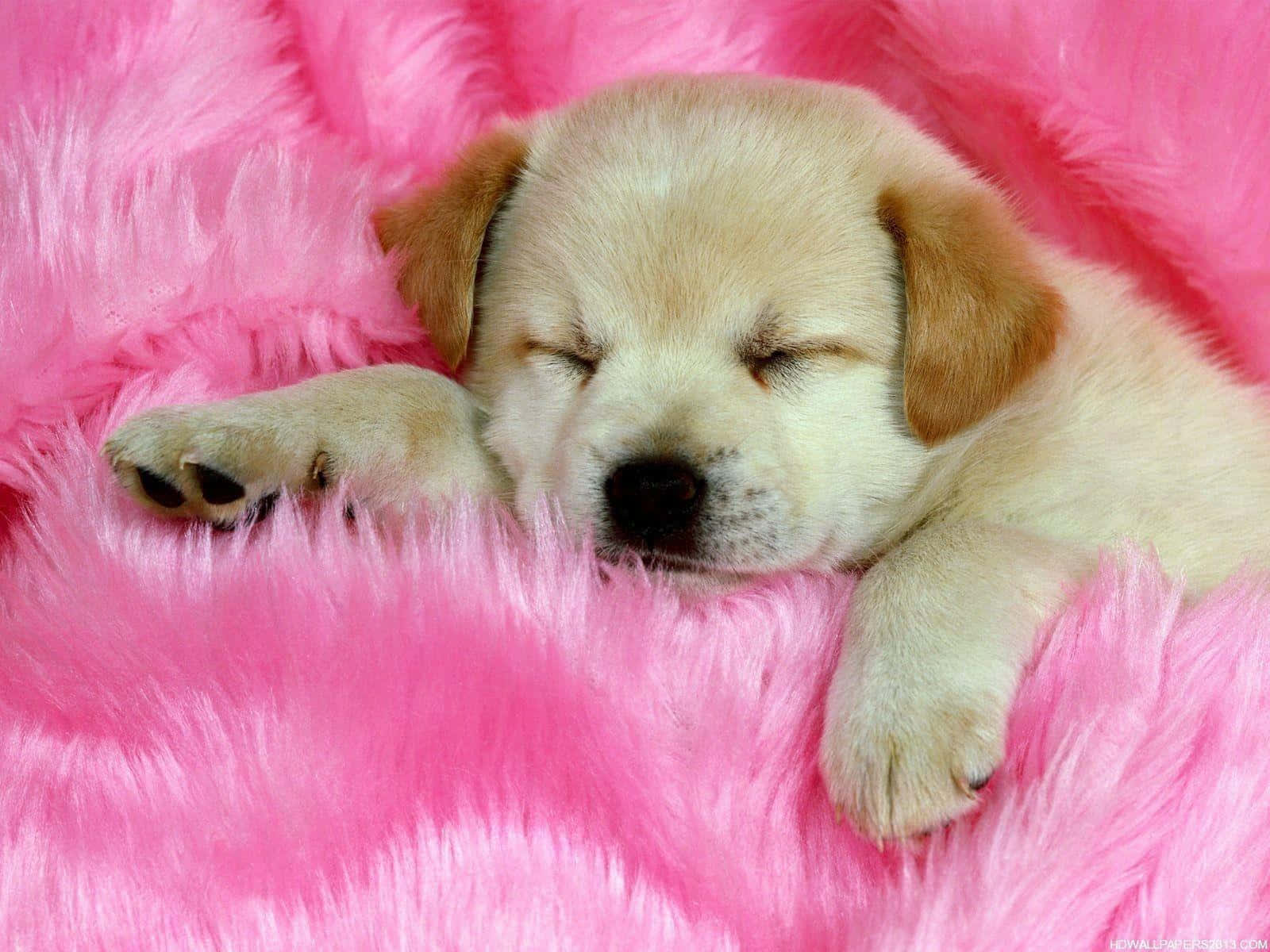 Cachorro adorable descansando al aire libre Fondos de pantalla
