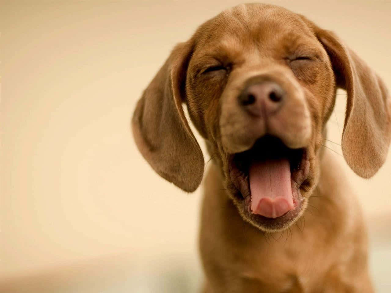 Cachorro Adorable Descansando en Casa Fondos de pantalla