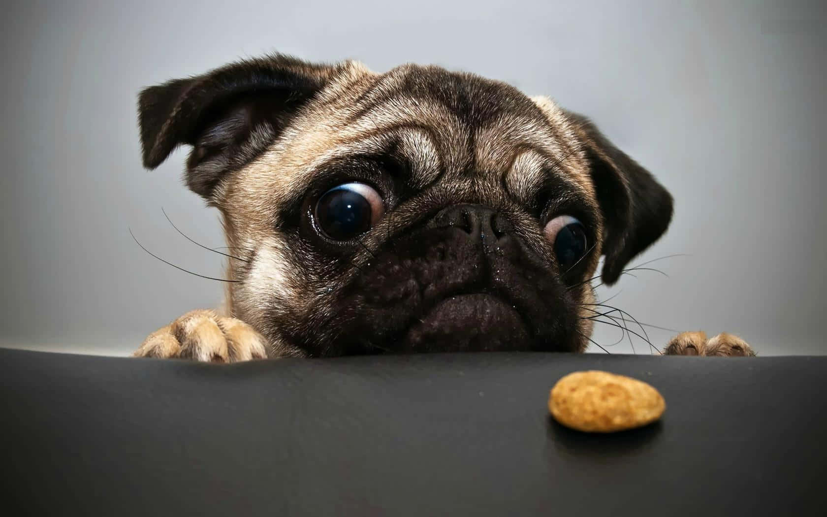 Cachorro Adorable Descansando en un Espacio Acogedor Fondos de pantalla