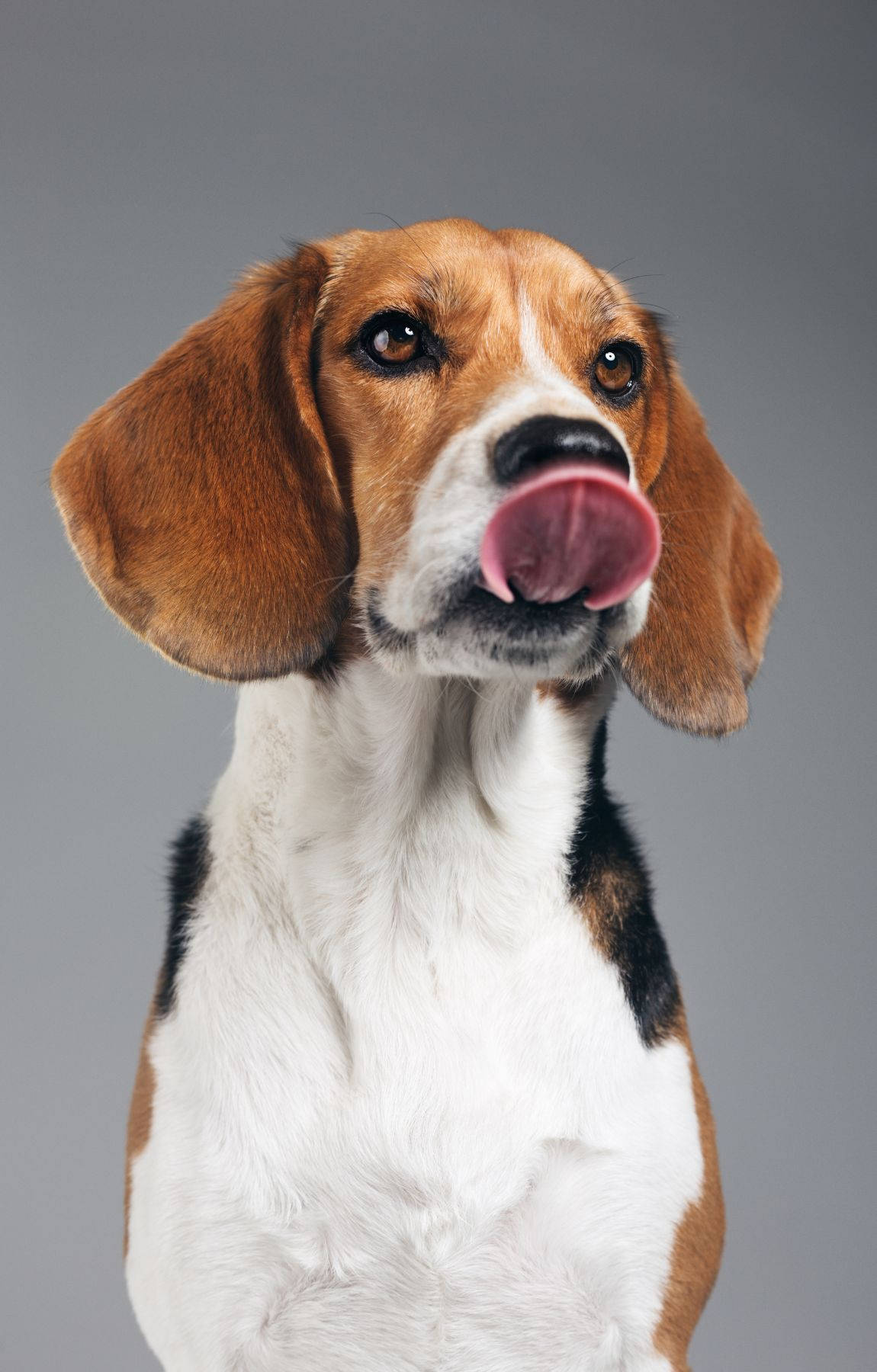 Cachorro Beagle Juguetón Lamendo Fondos de pantalla