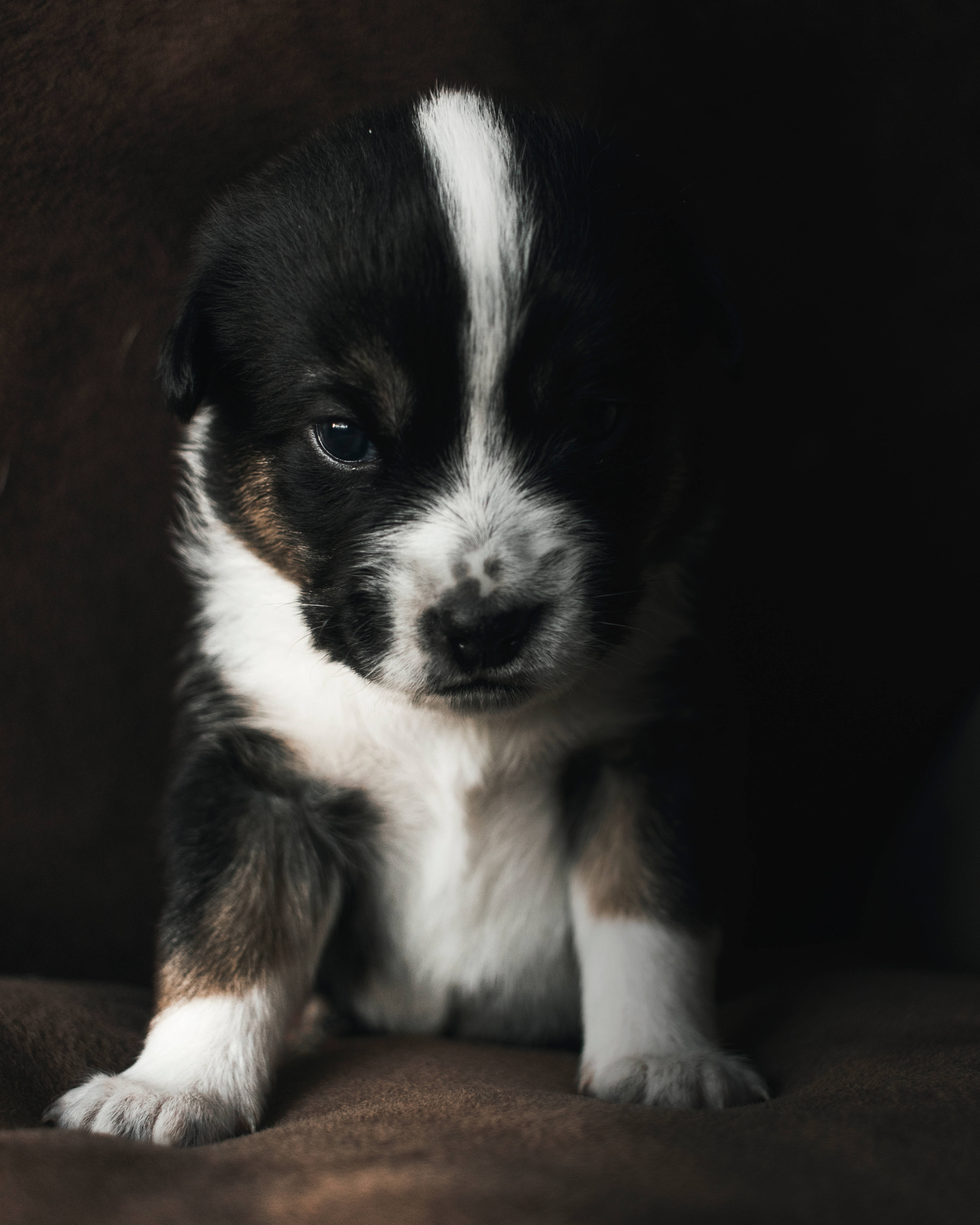 Cachorro blanco y negro lindo en sofá Fondos de pantalla
