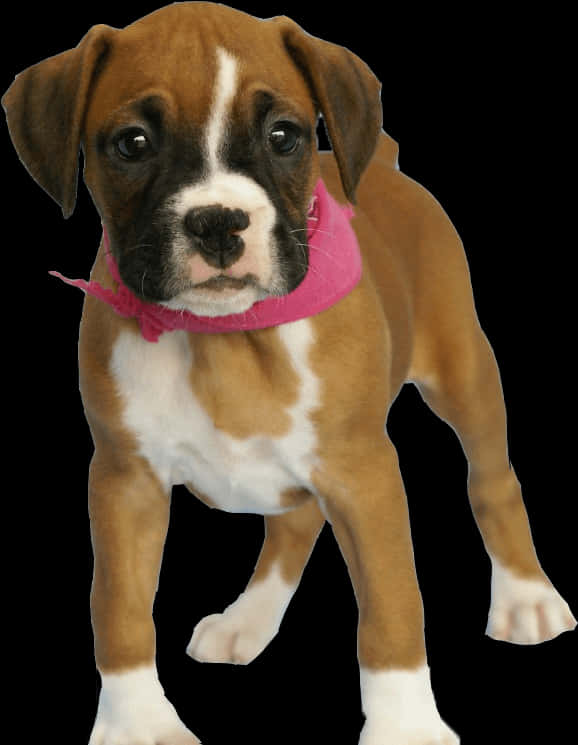 Cachorro Boxer con Bufanda Rosa Fondos de pantalla