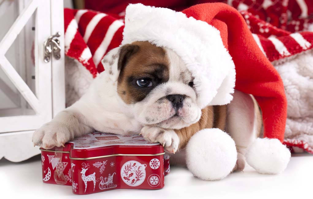 Cachorro Bulldog con Regalo de Navidad Fondos de pantalla