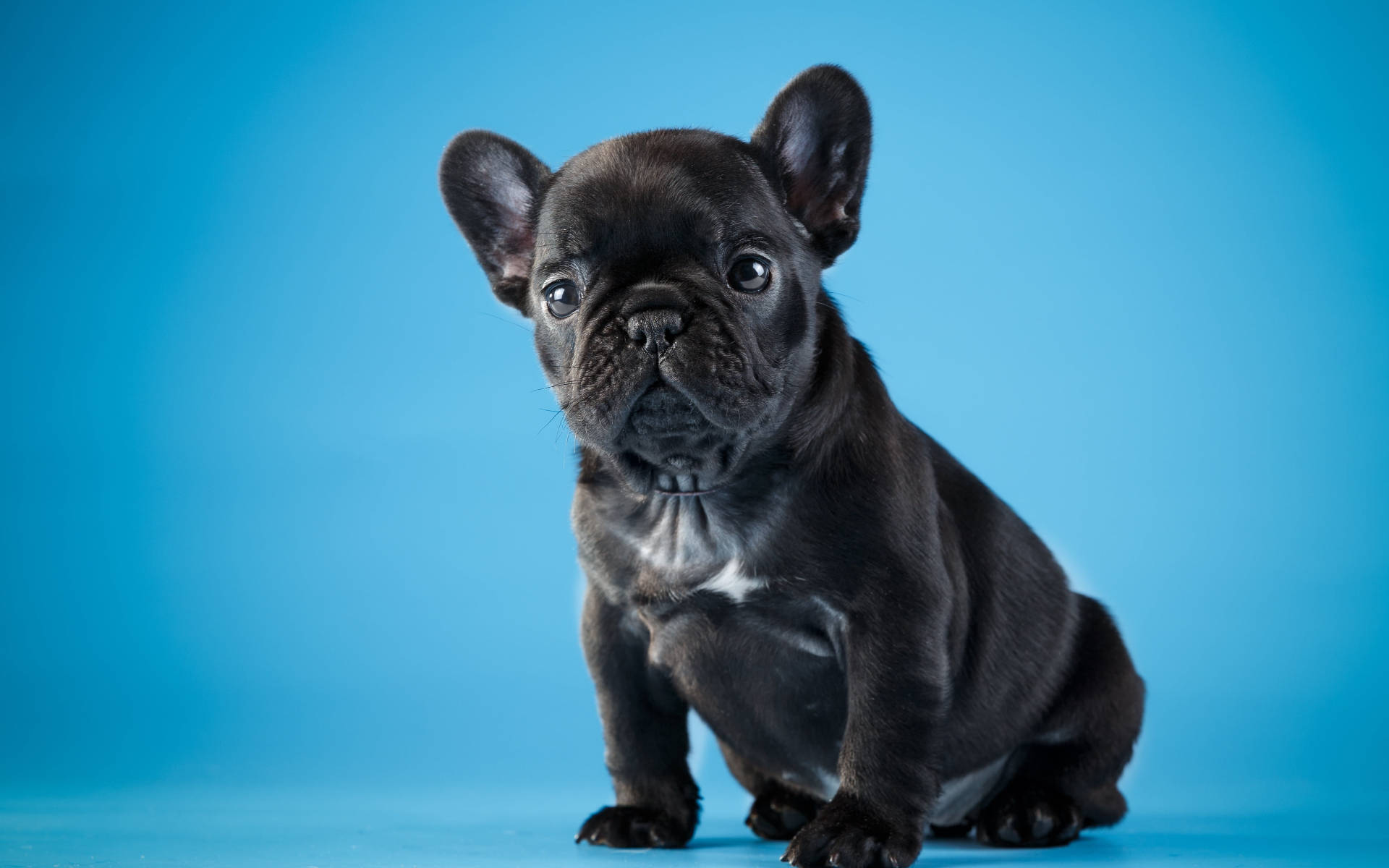 Cachorro Bulldog Negro Lindo Fondos de pantalla