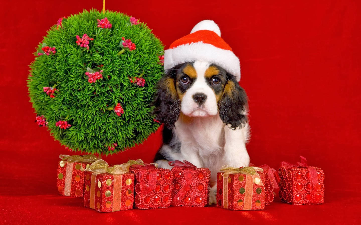 Cachorro Cavalier Regalos de Navidad Fondos de pantalla