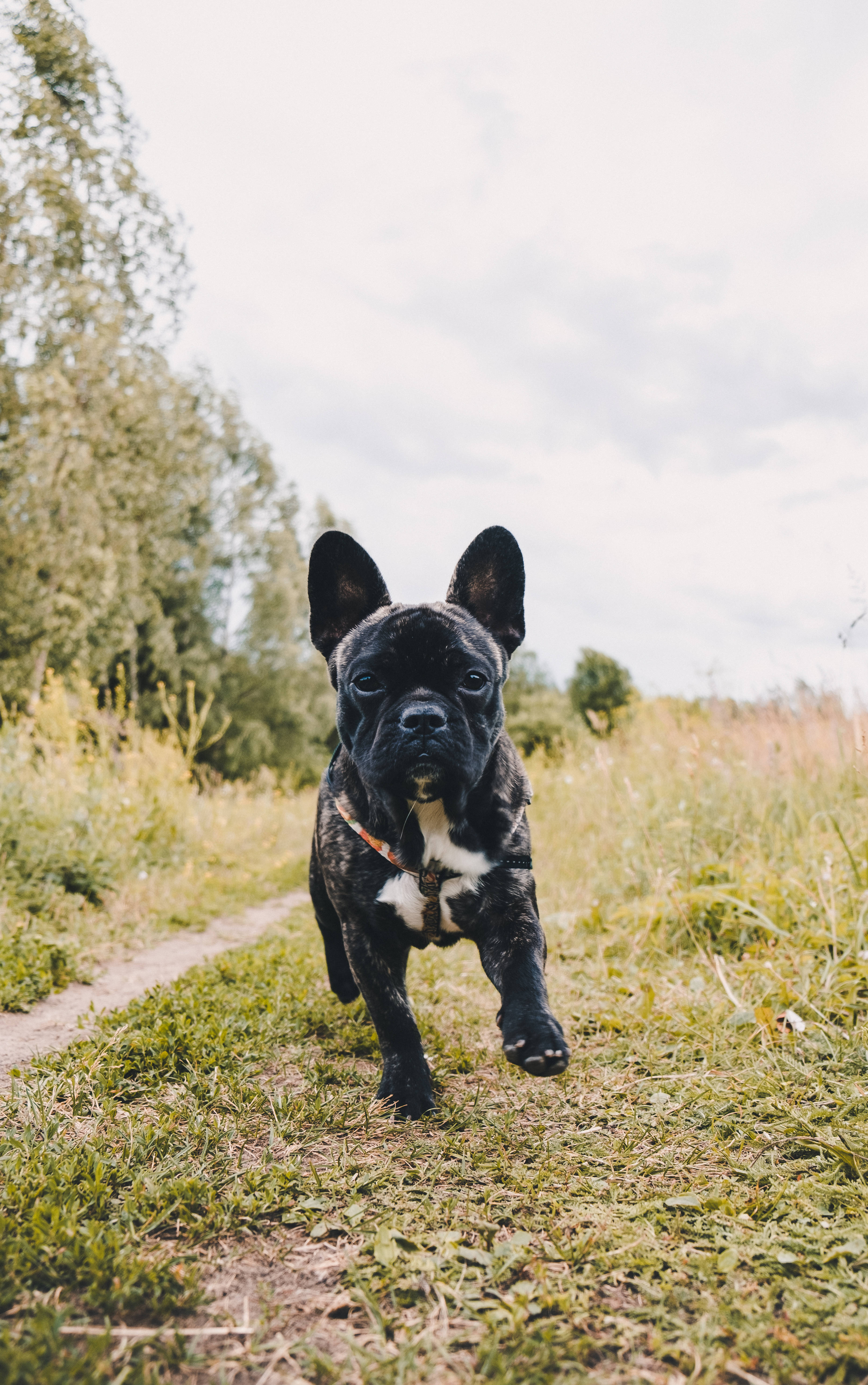 Cachorro de Bulldog Francés Negro Corriendo Fondos de pantalla