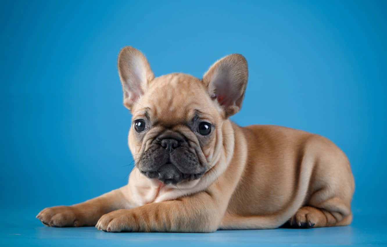 Cachorro de Bulldog Francés Posando Fondos de pantalla