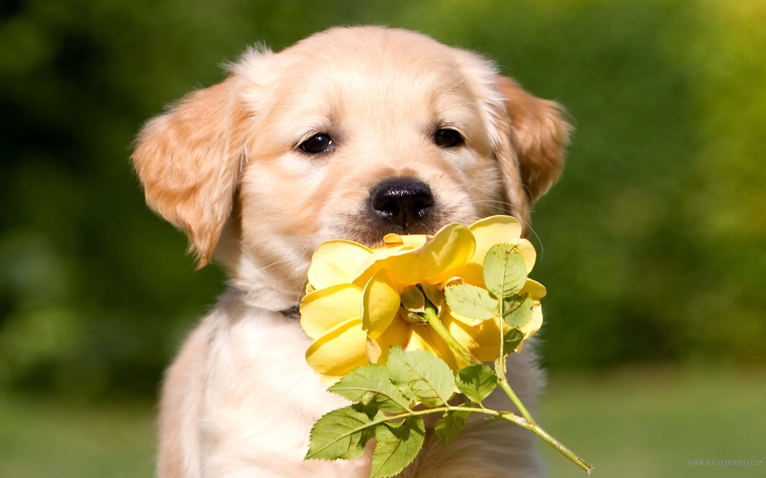 Cachorro de Golden Retriever con Flor Fondos de pantalla