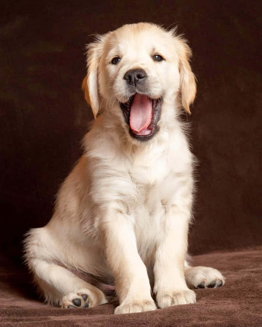 Cachorro de Golden Retriever Bostezando Fondos de pantalla