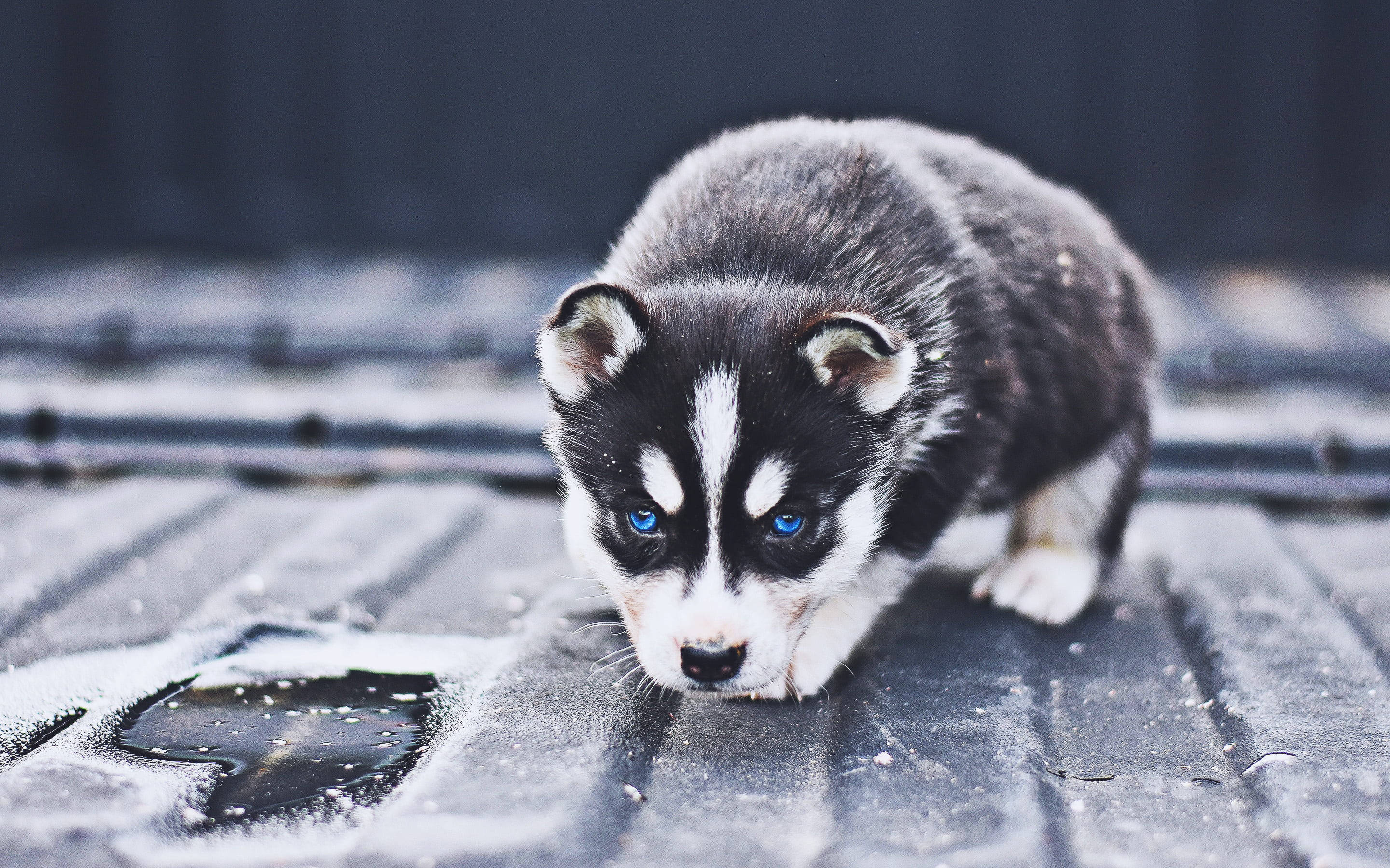 Cachorro de Husky Negro Agachado Fondos de pantalla
