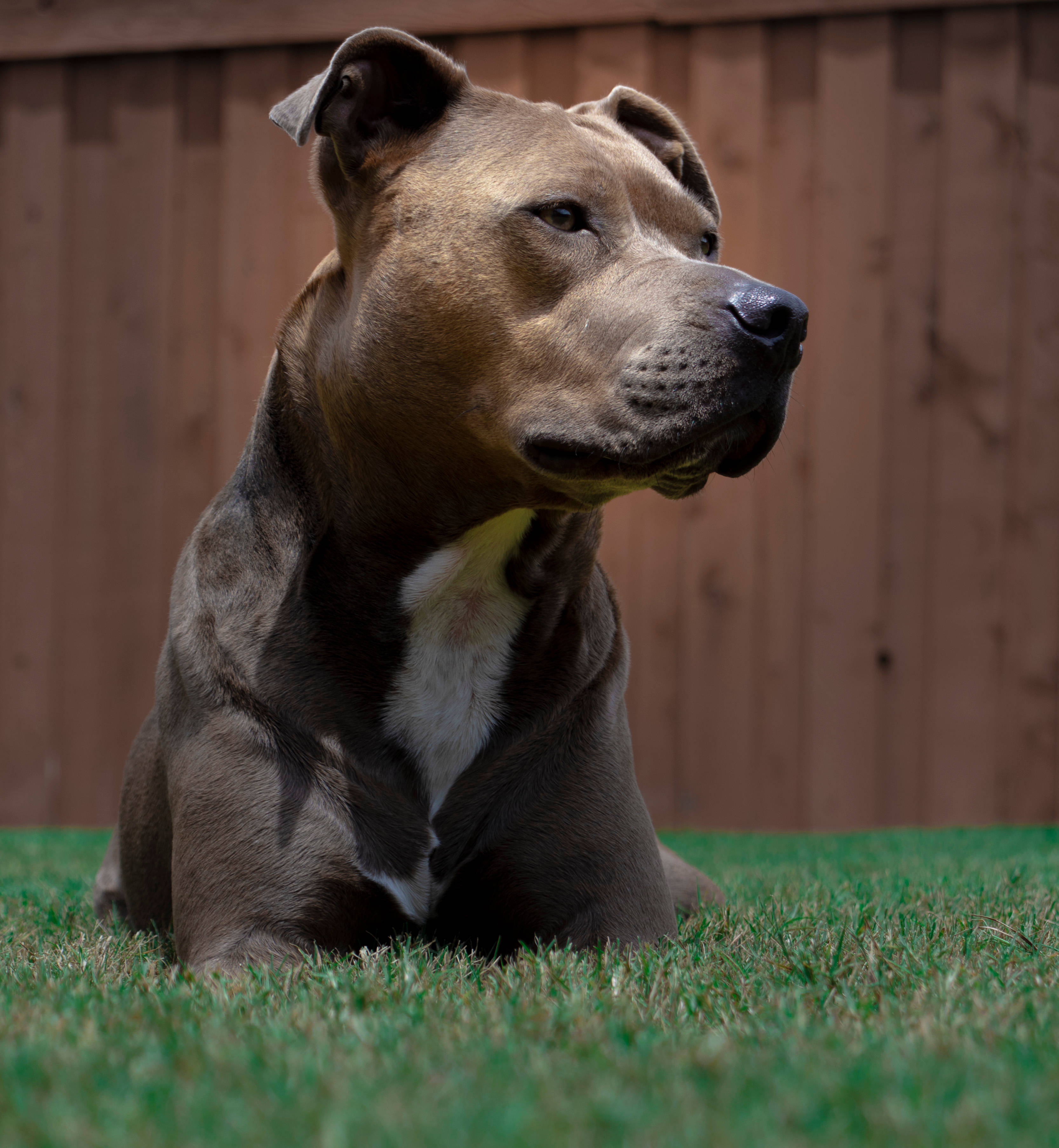 Cachorro de Pitbull Americano Marrón y Blanco Fondos de pantalla
