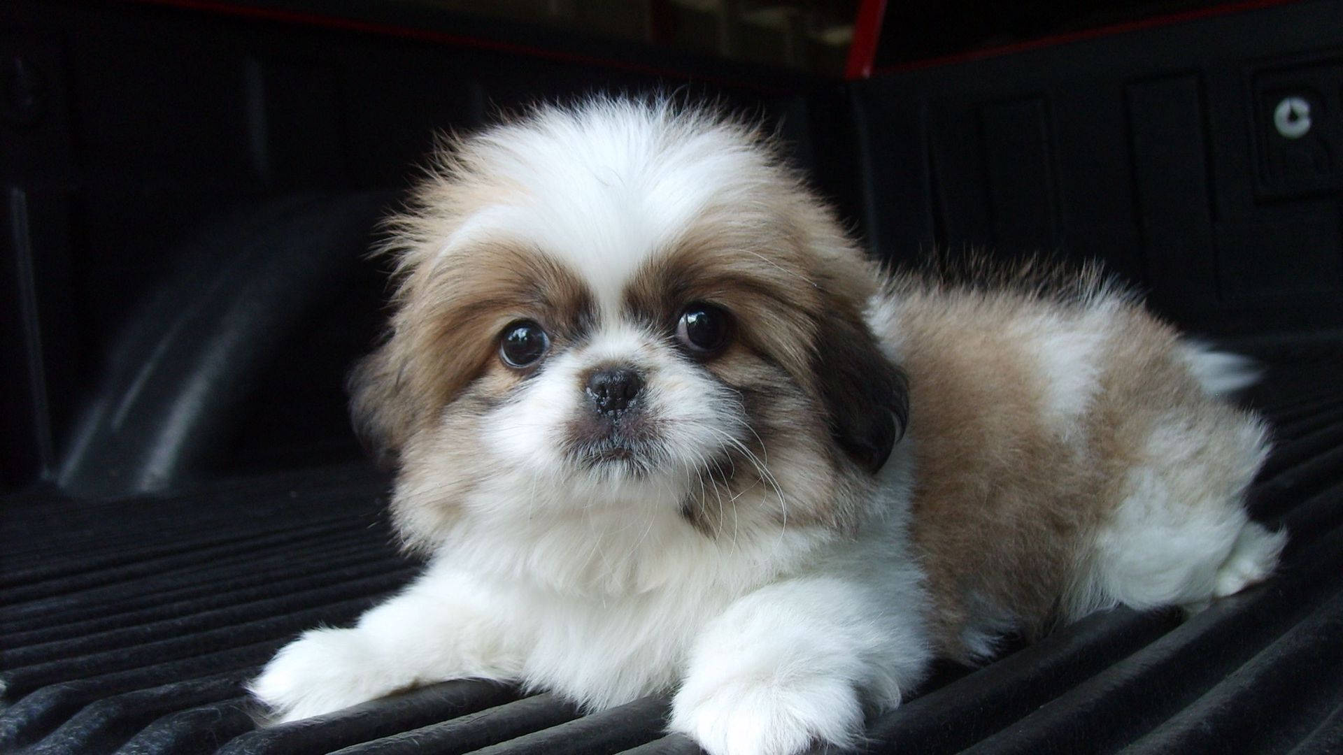 Cachorro de Shih Tzu mirando a la cámara Fondos de pantalla