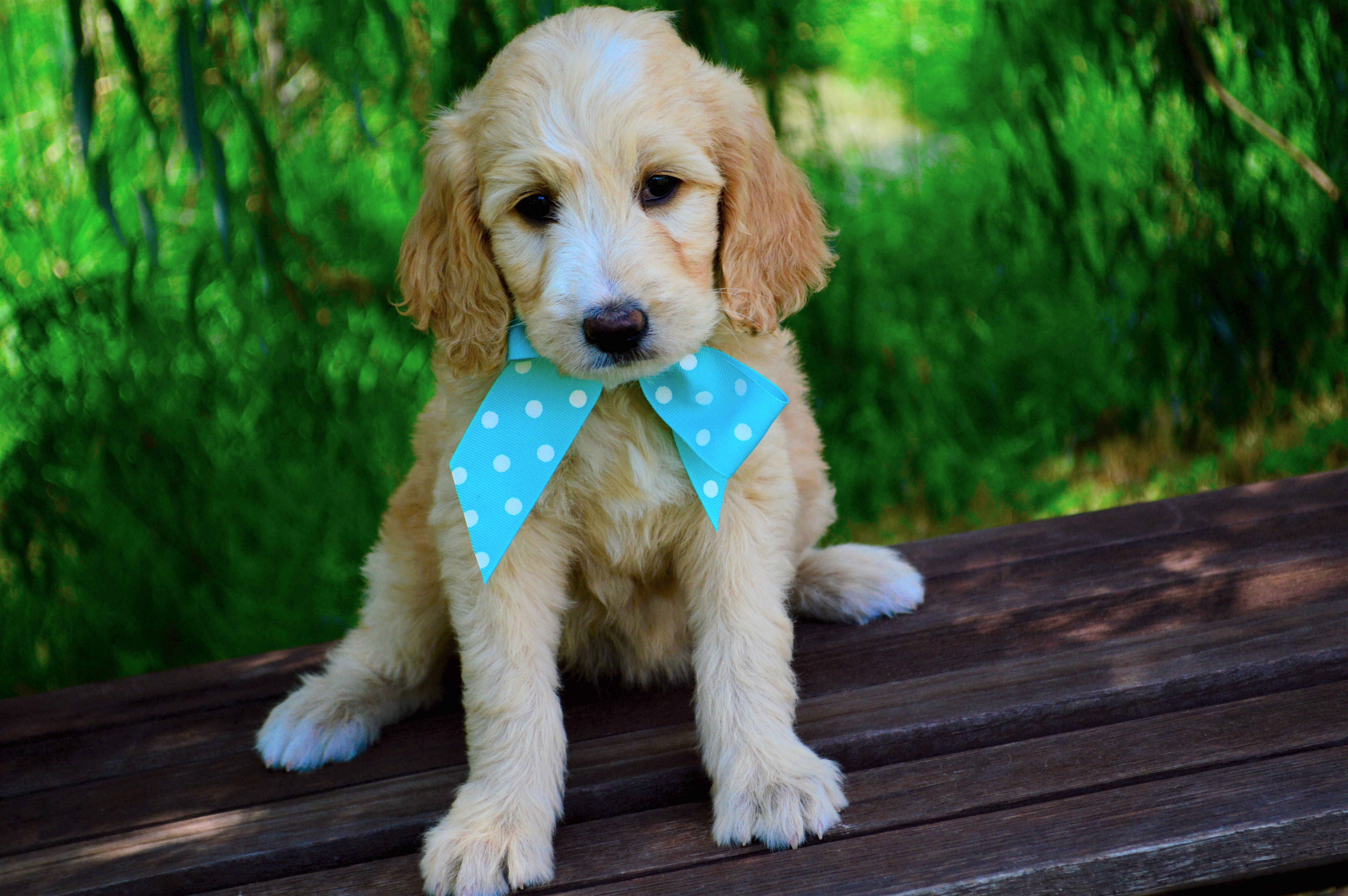Cachorro Goldendoodle lindo con moño Fondos de pantalla