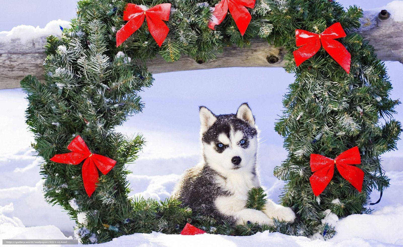 Cachorro Husky con Corona Fondos de pantalla