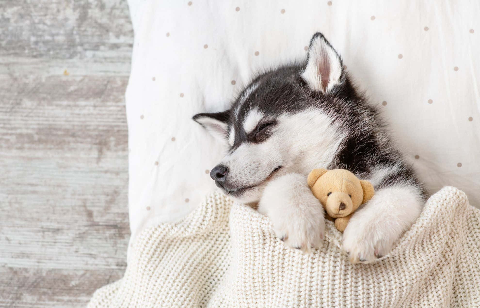 Cachorro Husky Durmiendo con Peluche Fondos de pantalla