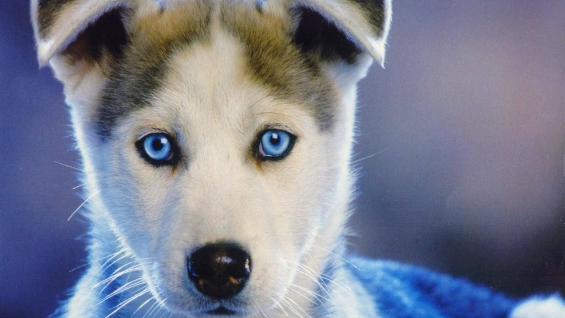 Cachorro Husky Marrón de Ojos Azules Fondos de pantalla