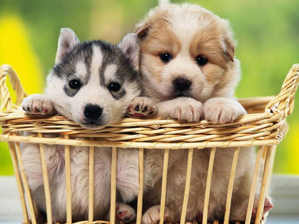 Cachorro Husky y Golden Retriever en Canasta Fondos de pantalla