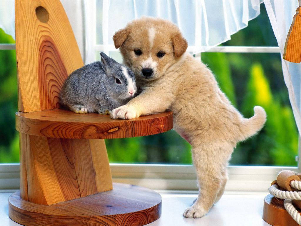 Cachorro Lindo Con Conejito Gris Fondos de pantalla